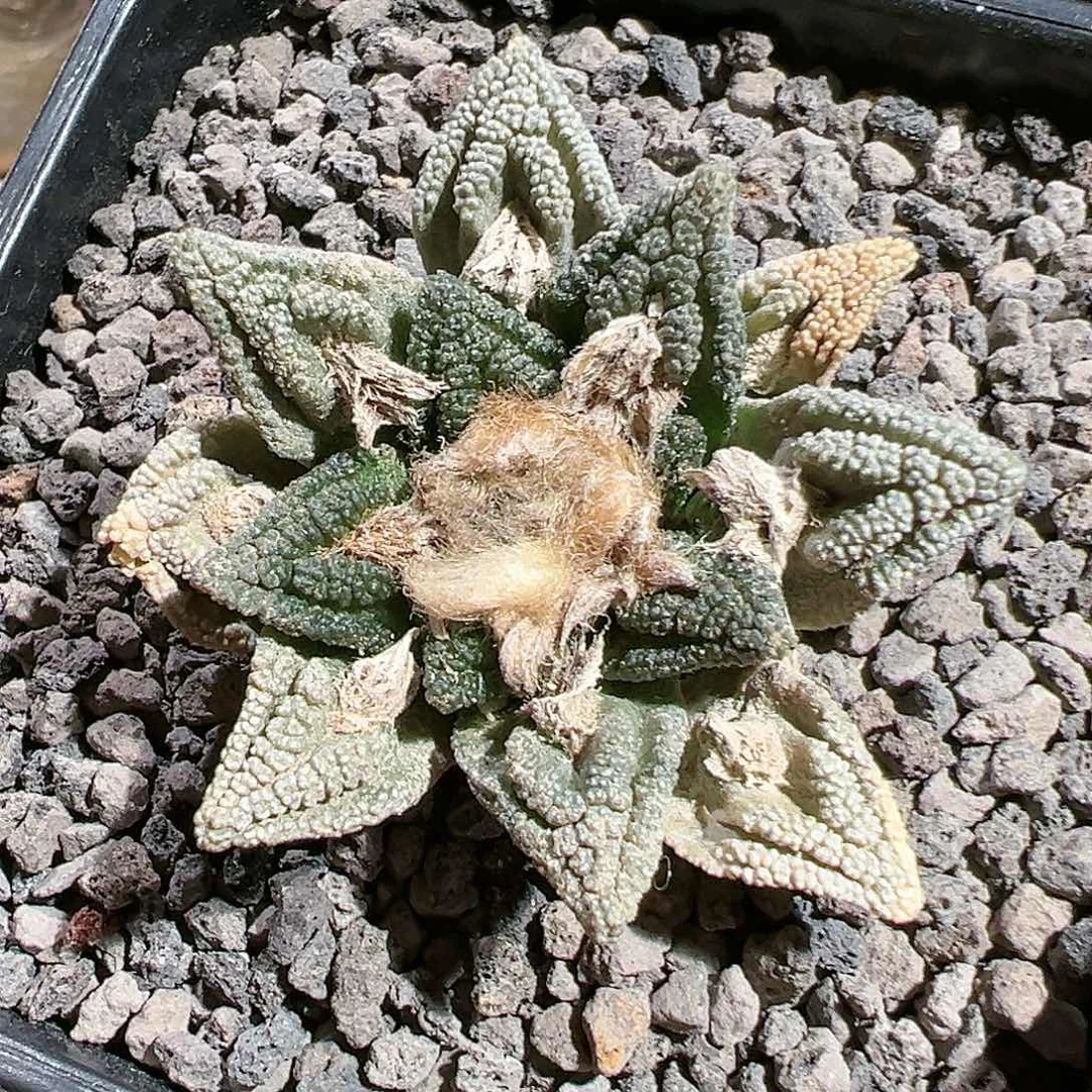 走*！产地割u辛顿牡丹