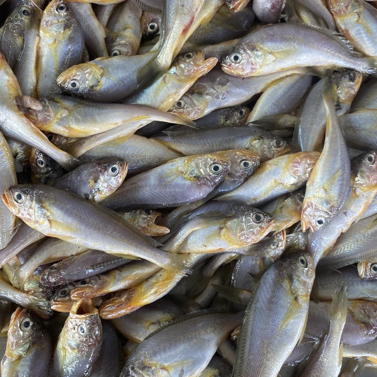 野生小黄花鱼新鲜速冻发货