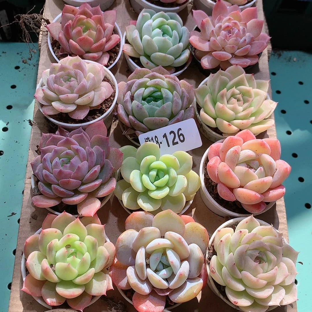 18-126一物一拍带盆18颗。