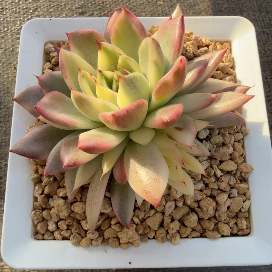 黑水晶长睫毛锦锦上园艺一物一拍