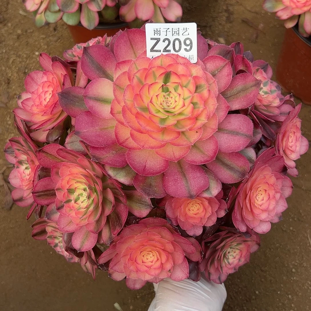 209荔枝尺寸25左右