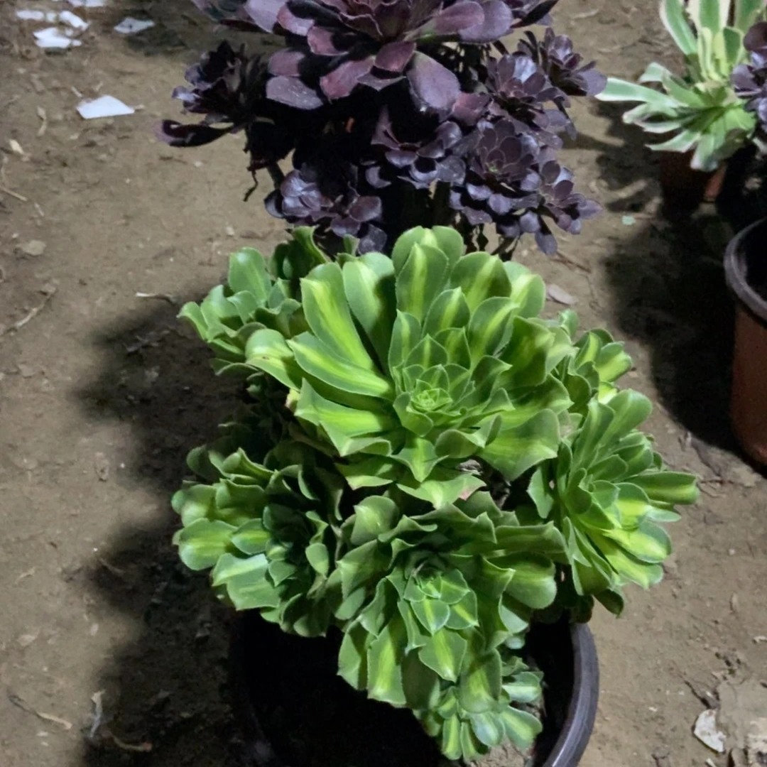 6号链接两颗不重复法师