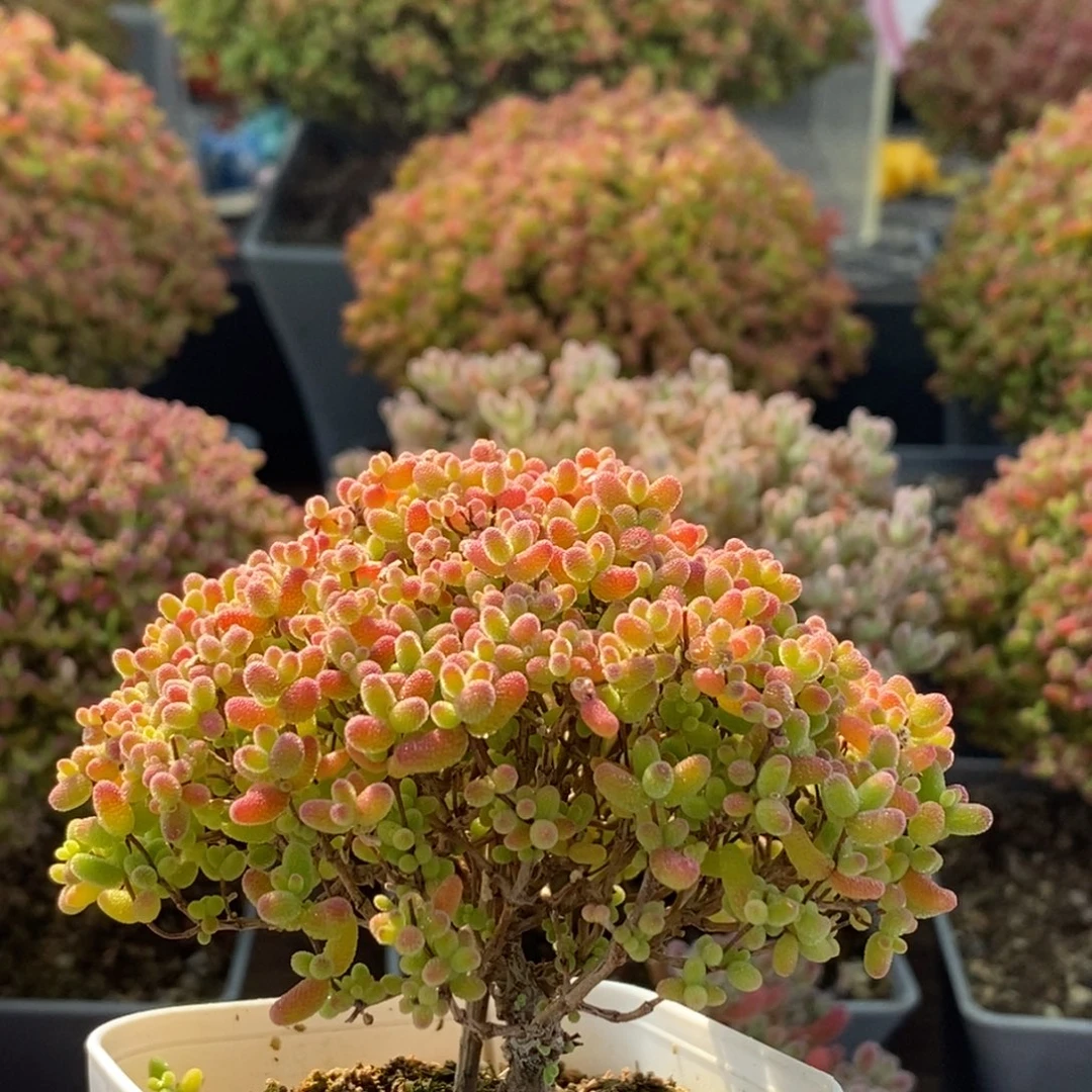 蜜橘糖球4238枝干番杏