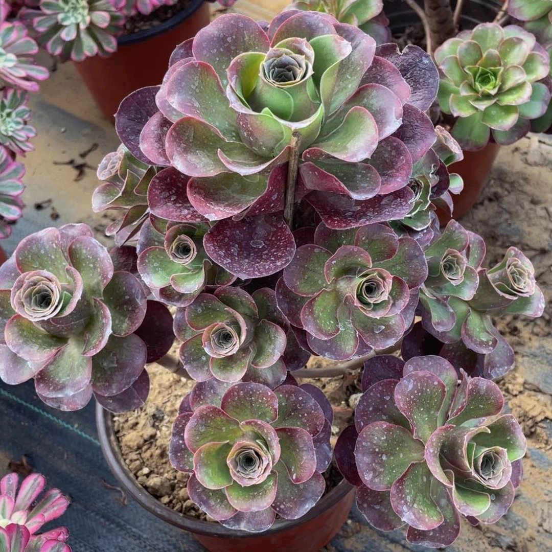 119魅金玫瑰精品法师多肉