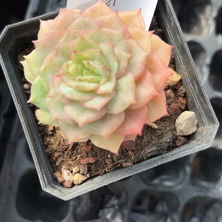 闪吼121呀呀呀呀呀呀呀哈