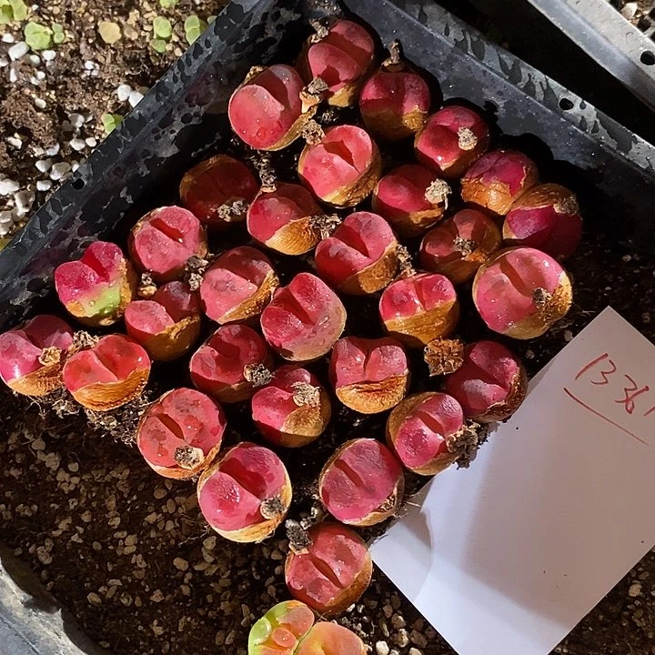 13361。   一组红蟠桃大颗。