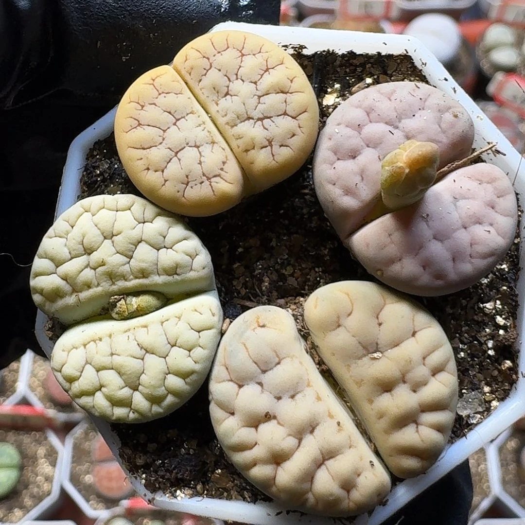 生石花111212。  119