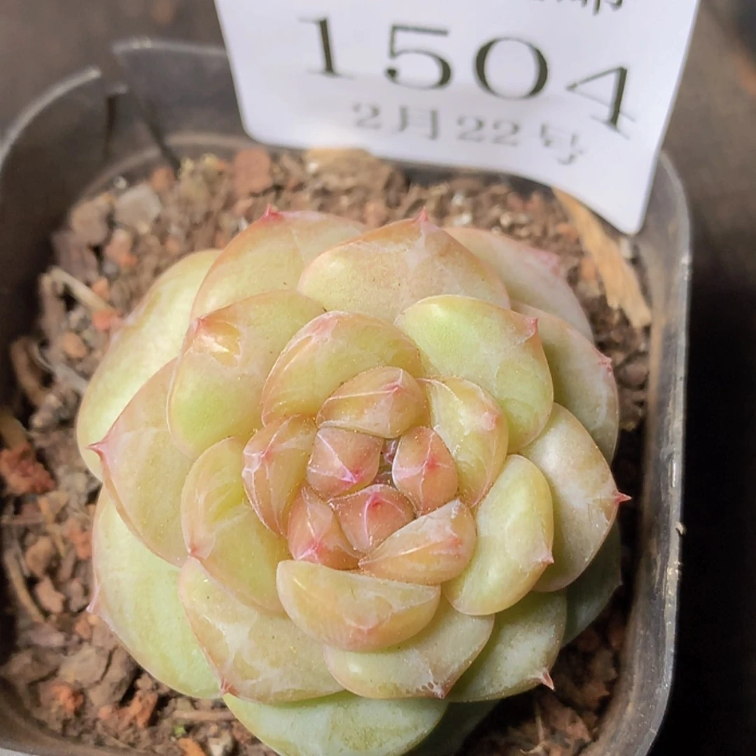 【闪购商品】云1504