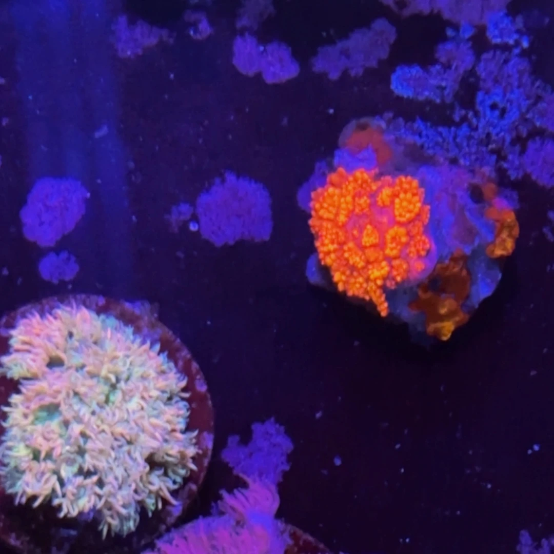万鱼来朝海水观赏