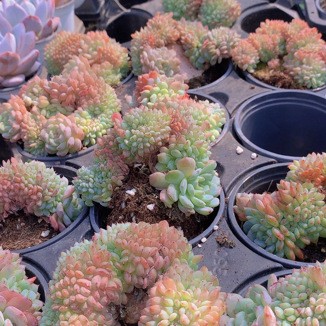 白胖子缀化467899000000