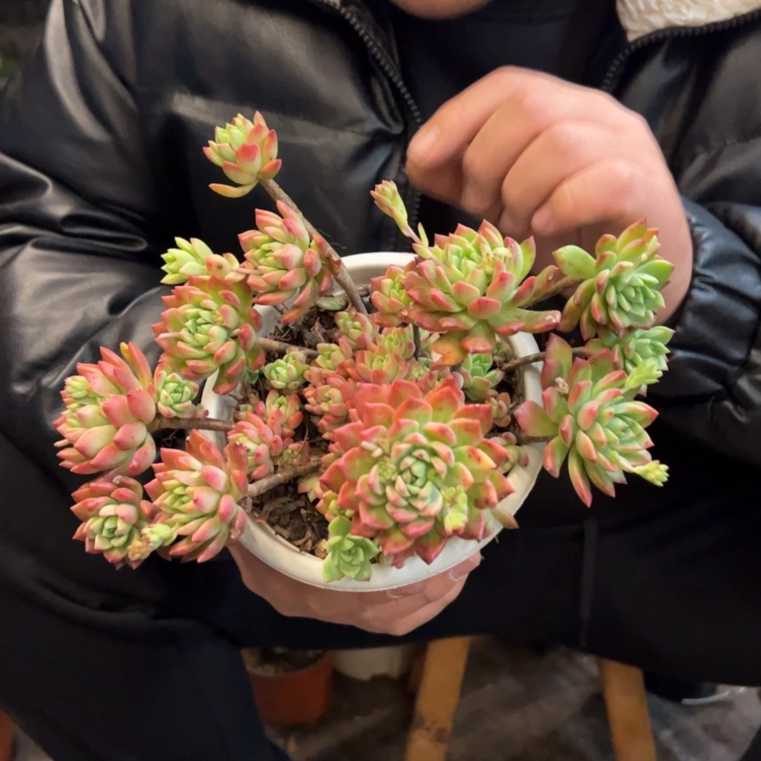 马库斯多肉植物无砍