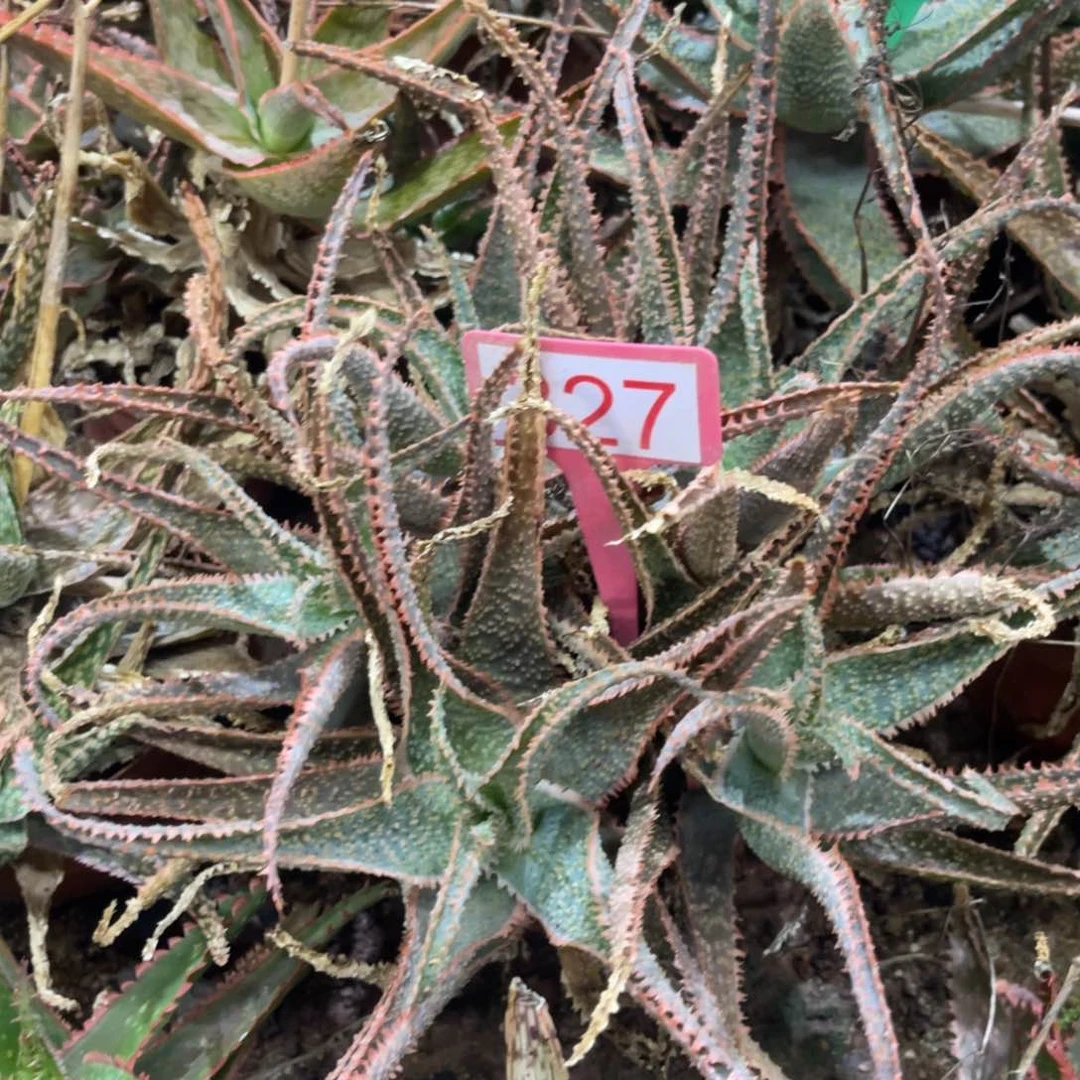 园艺芦荟芦荟系列327号