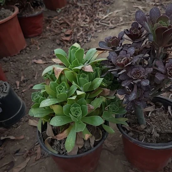 两颗法师加急发货30