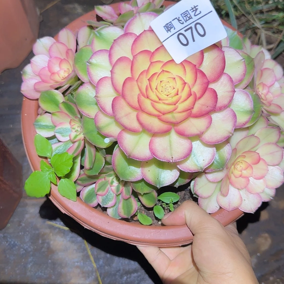 070多肉  荔枝福利法师