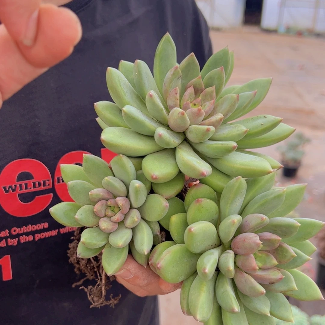 红象牙三头起发老桩，120杯