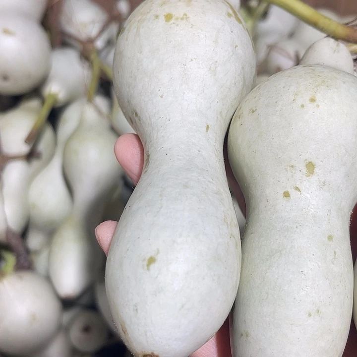 大果紫檀（缅甸花梨）海**希