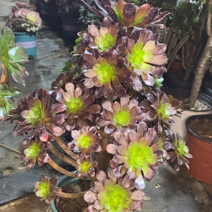 黑桐多肉植物59。