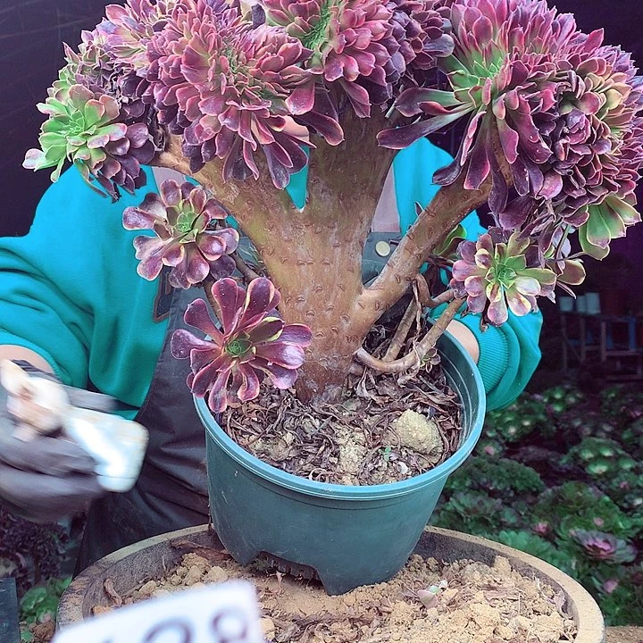 柒柒精品多肉脱土发货不包断侧枝628