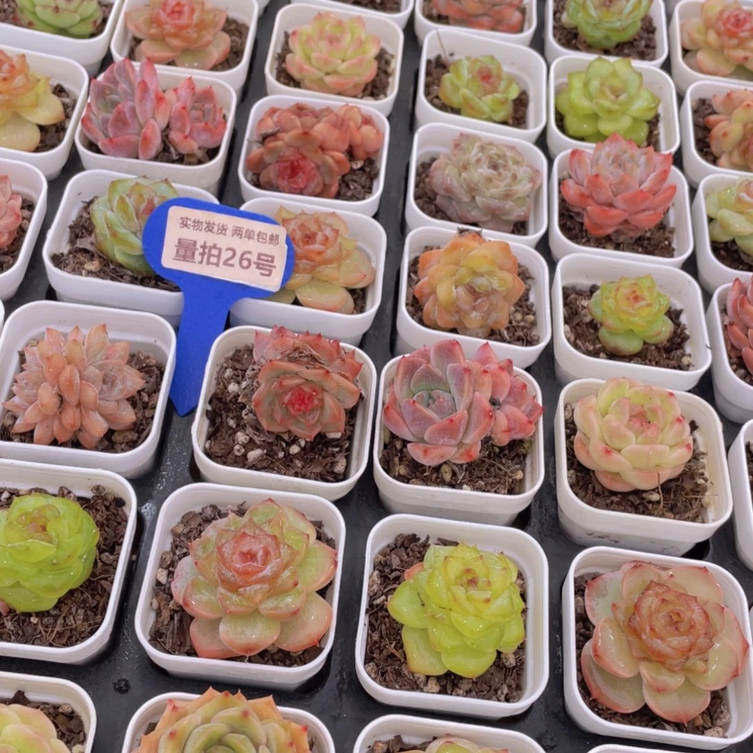 量拍26号 七彩糖心组合6个