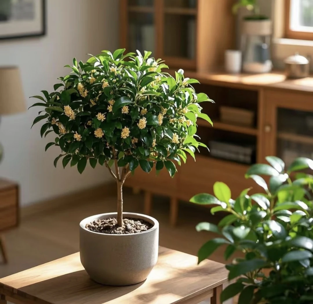 四季桂花盆栽浓香(原软盆原土发货)