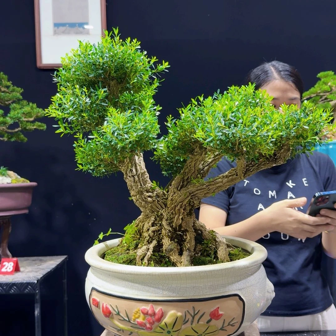 无花朵盆景黄杨室内外的