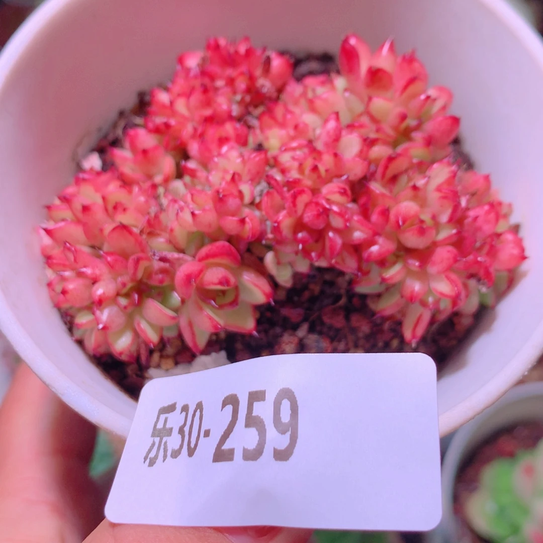 乐然30-259 新品缀化