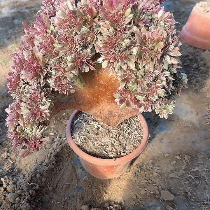 忆*缀话脱土发货缀话