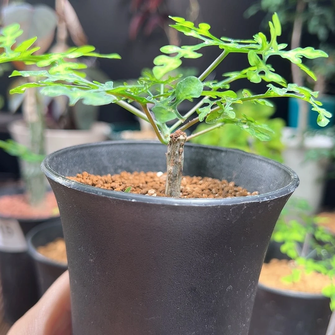 小***M雪花西番莲梦幻带盆