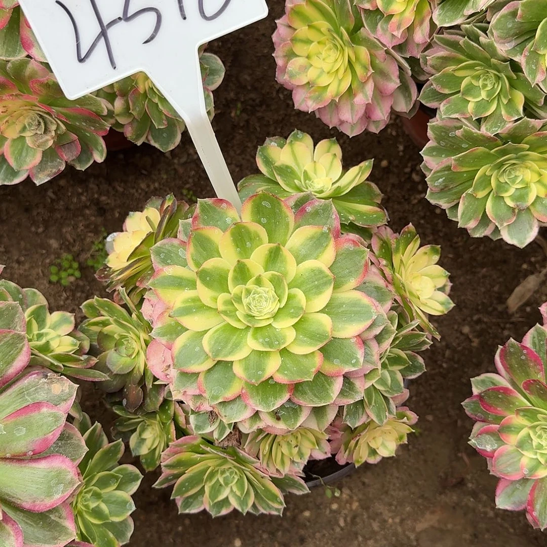 4518海王多肉法师