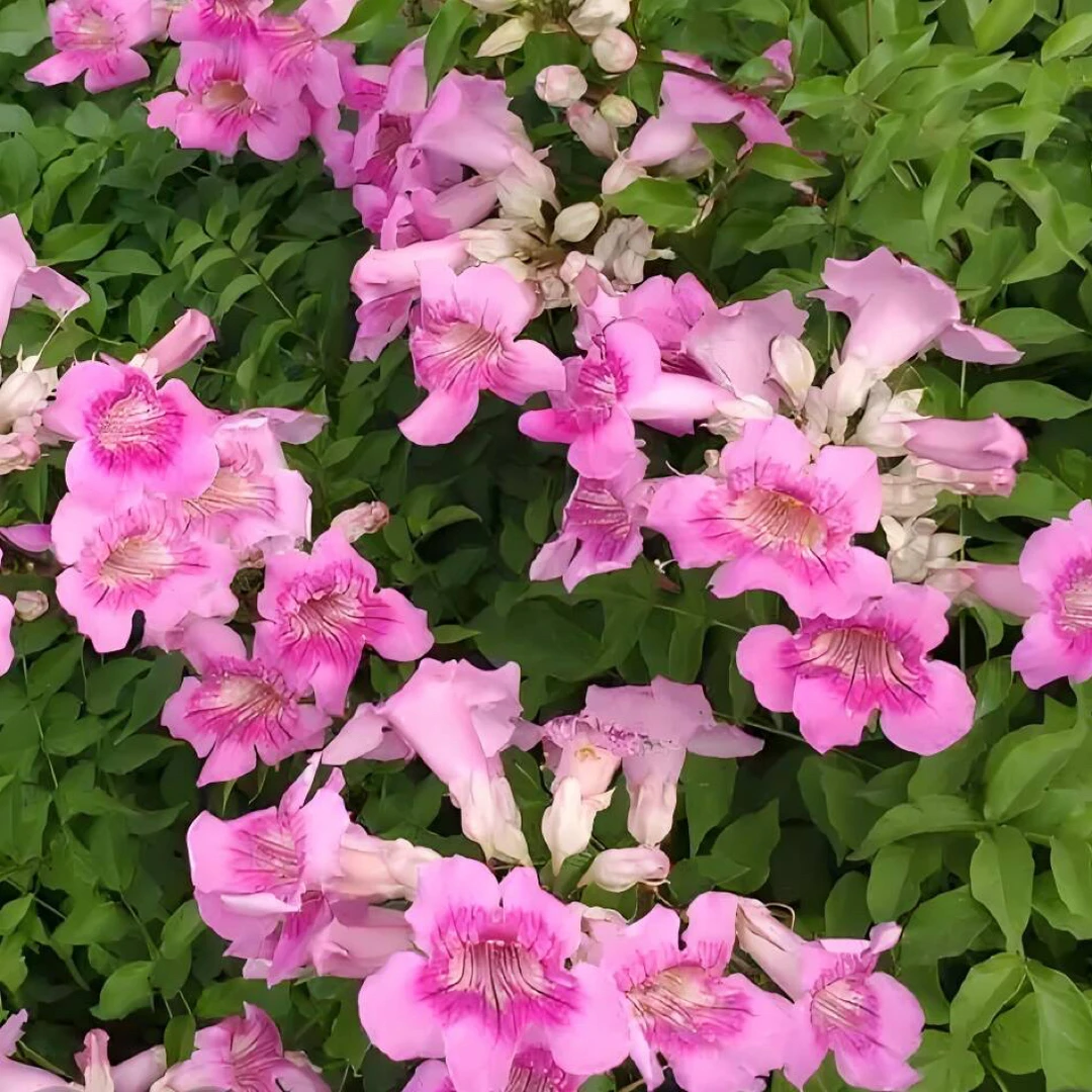 凌霄花盆栽阳台庭院地栽可室内外种植耐热耐寒多年生植物