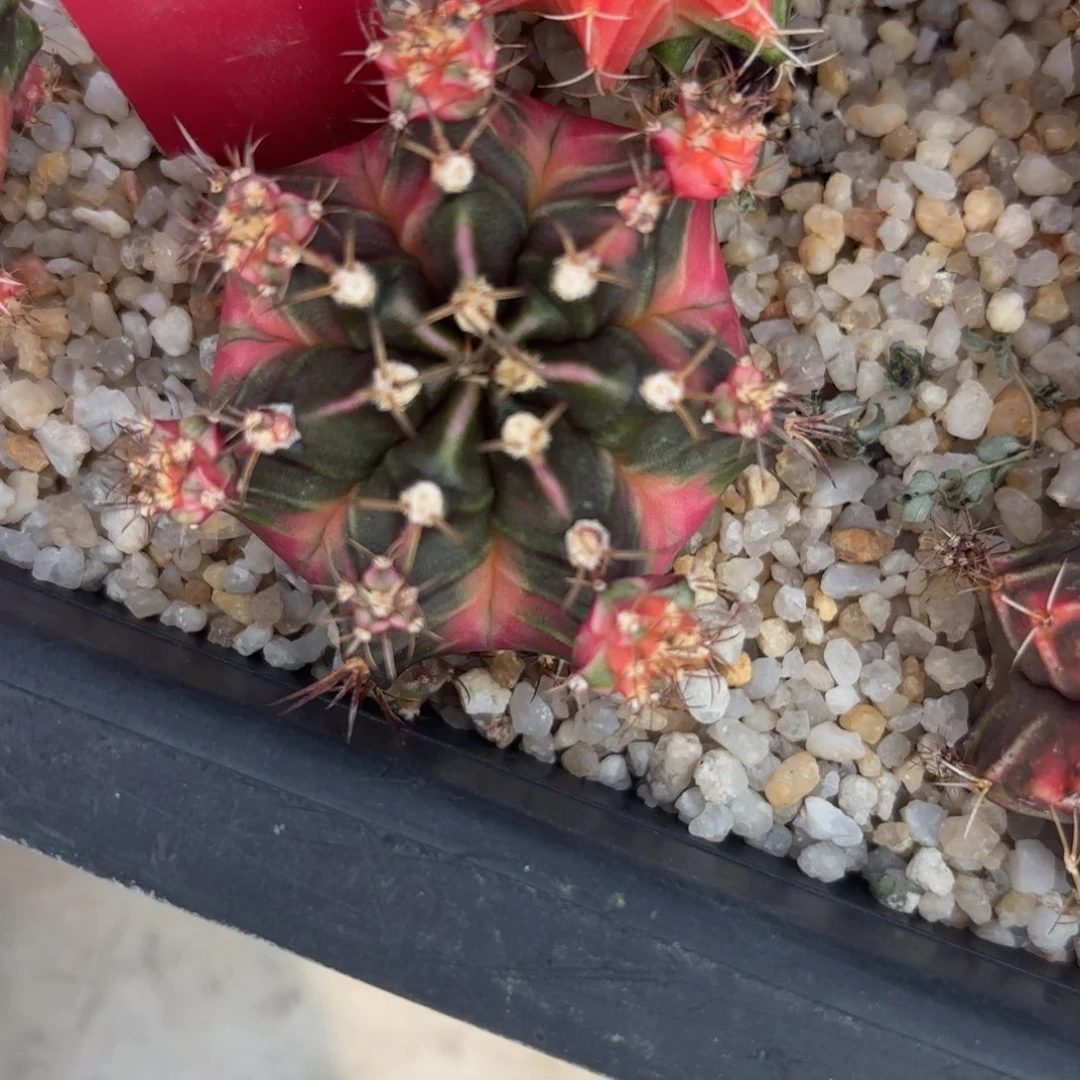 152-1209泰国发货多肉