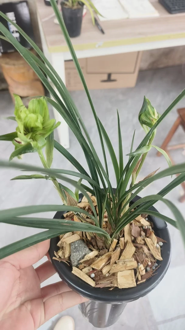 春兰：千岛之恋浓香型