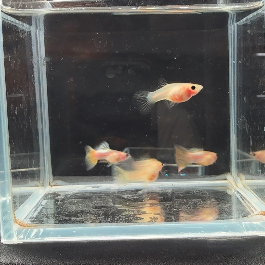 孔雀鱼粉猫幻彩两对孕母