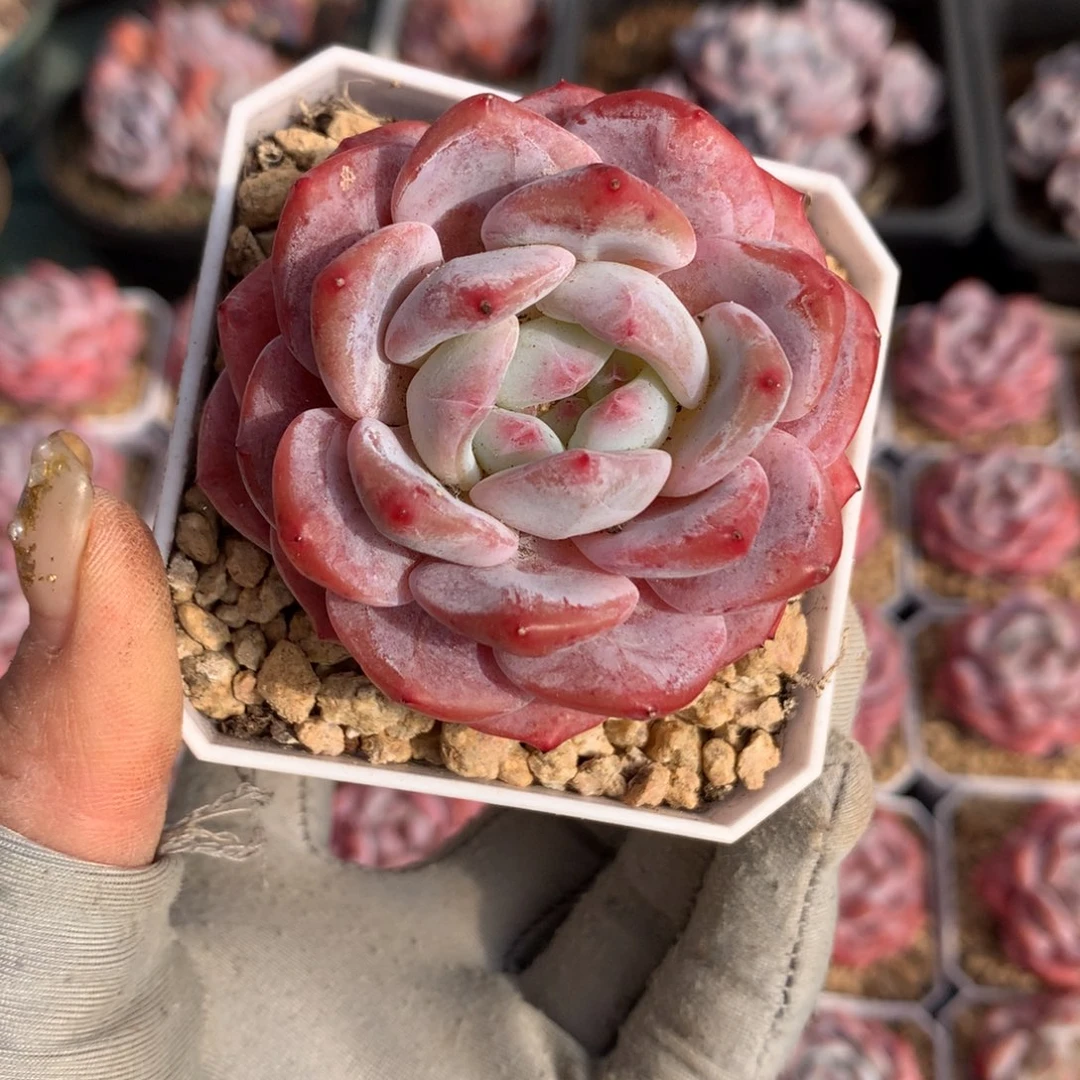 石榴籽哈哈哈哈哈哈哈哈哈哈