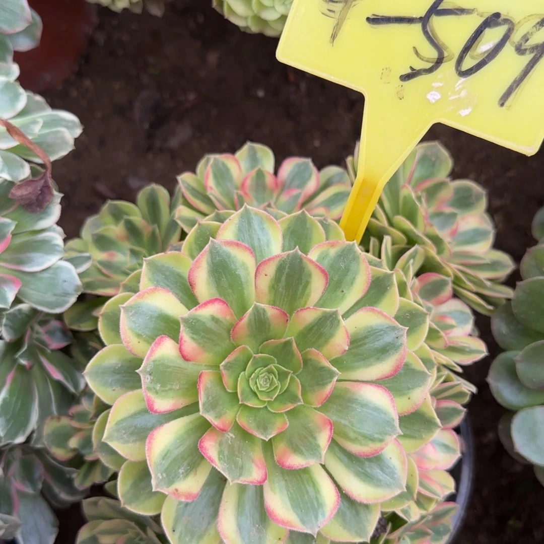 4-509---雨荷多头多肉