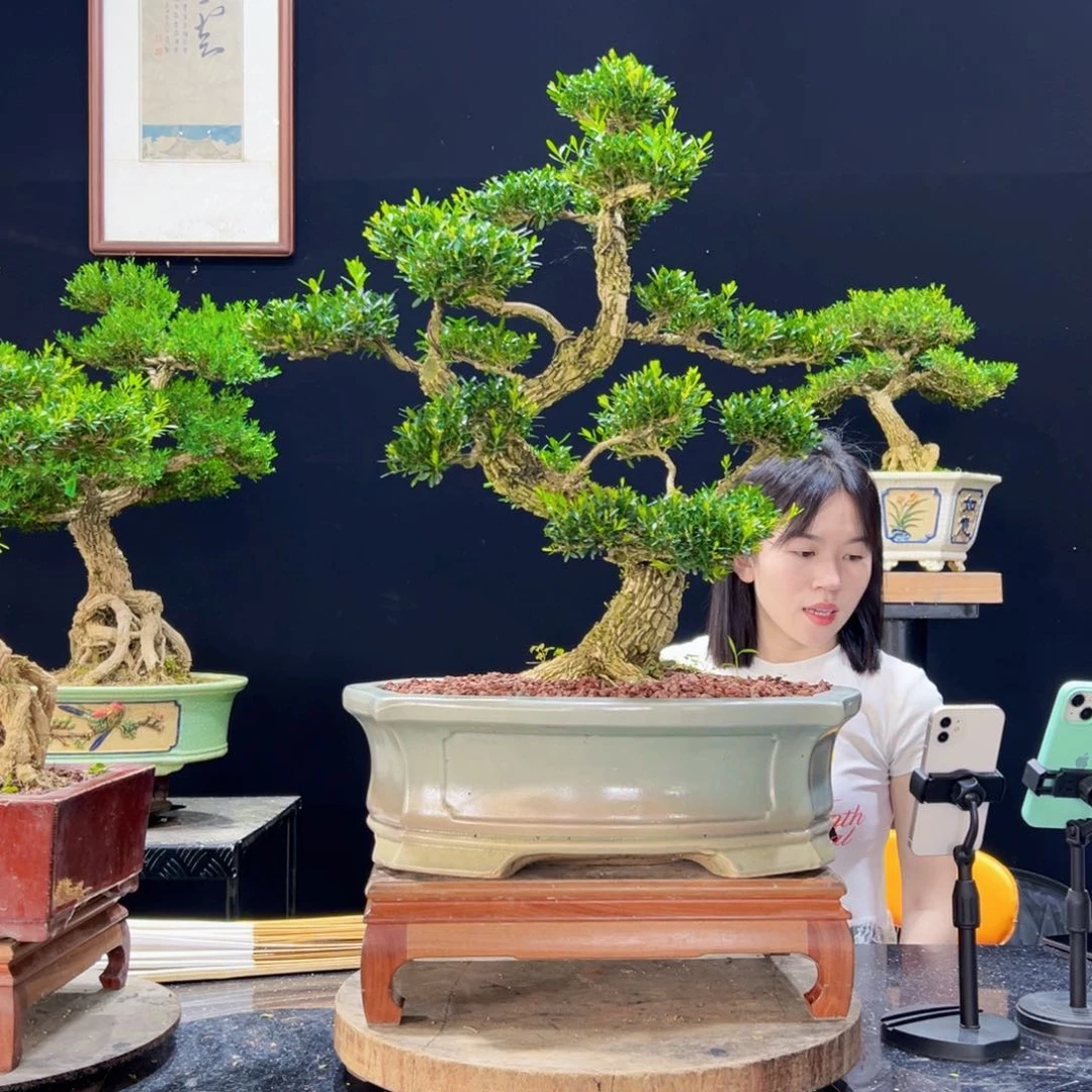 无花朵黄杨盆景老桩四季常青