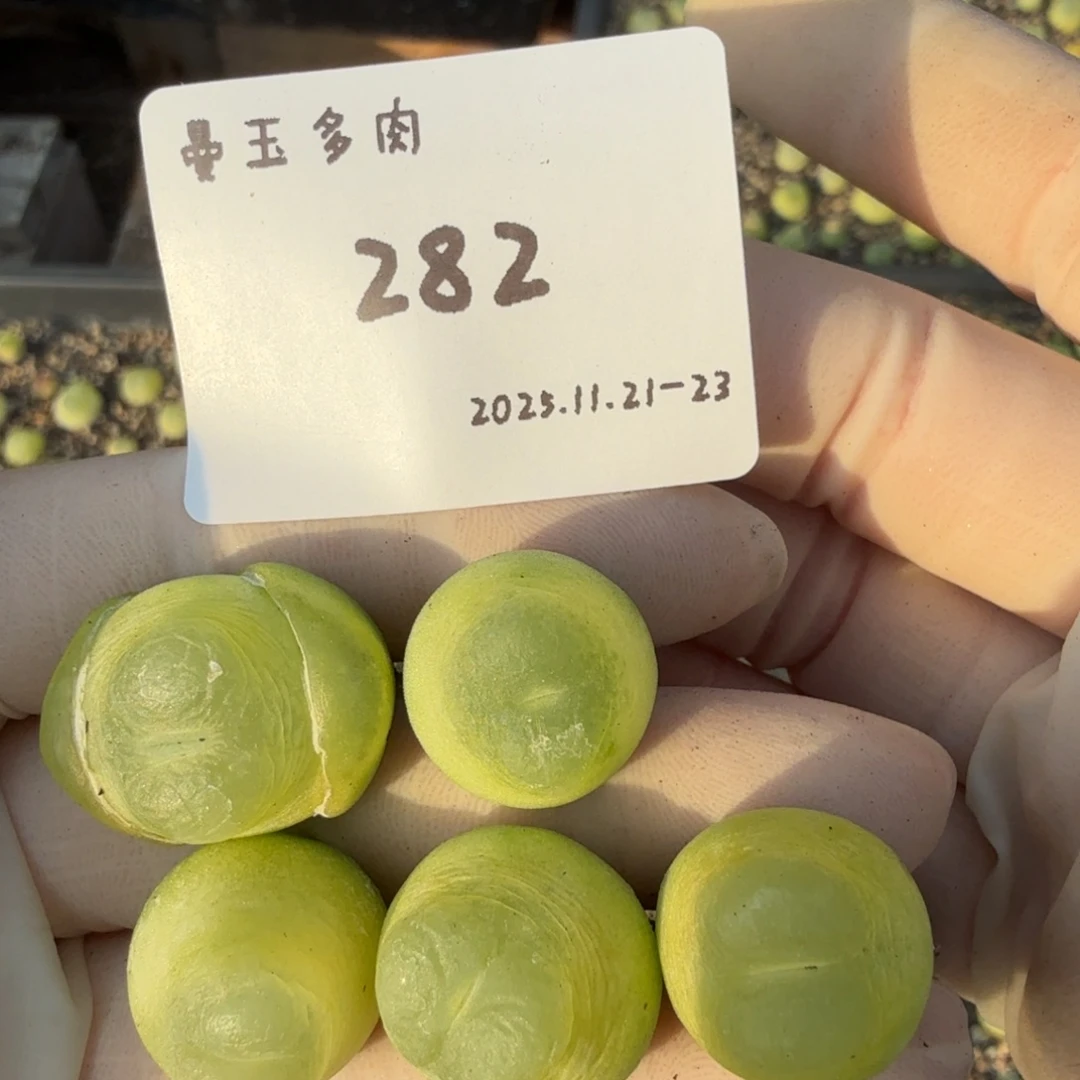 ****多肉多肉多肉11-282