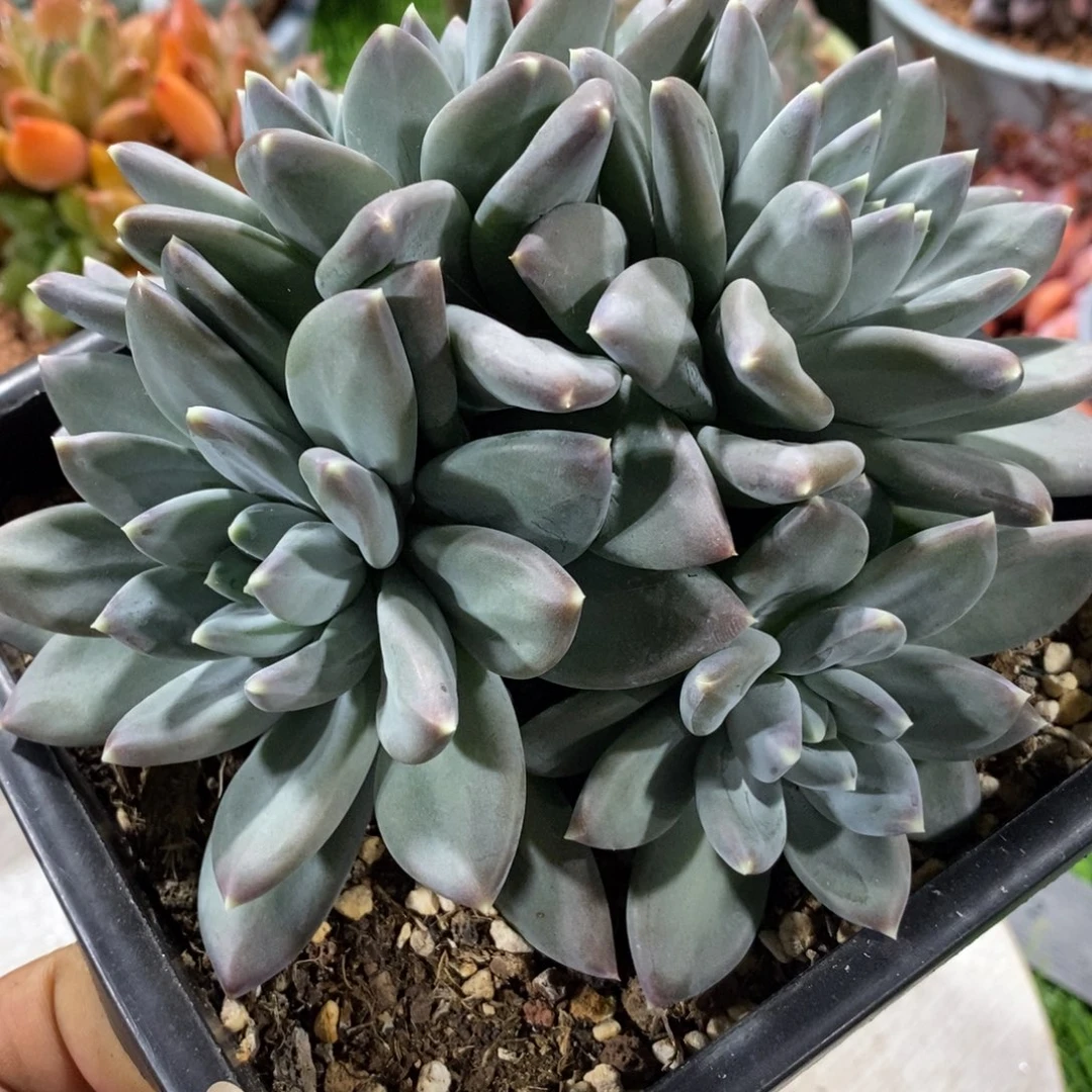 综合链接波光群生