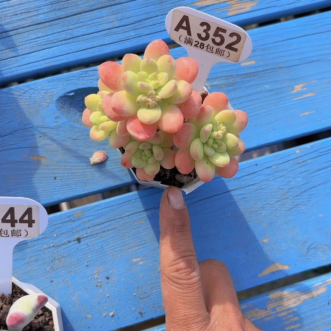 A252香格里拉一物一拍