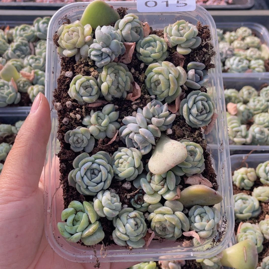 云糖心多肉植物15