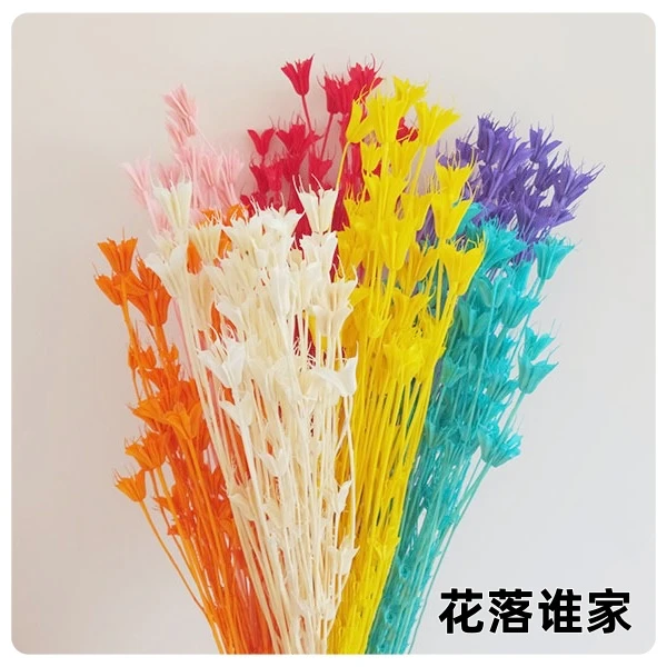 【八角花】干花八角花配材小清新文艺艺术创意植物装饰花拍摄道具
