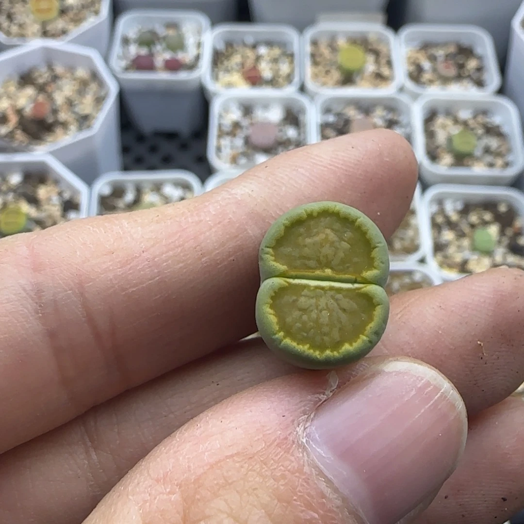 660 清框福利30包邮