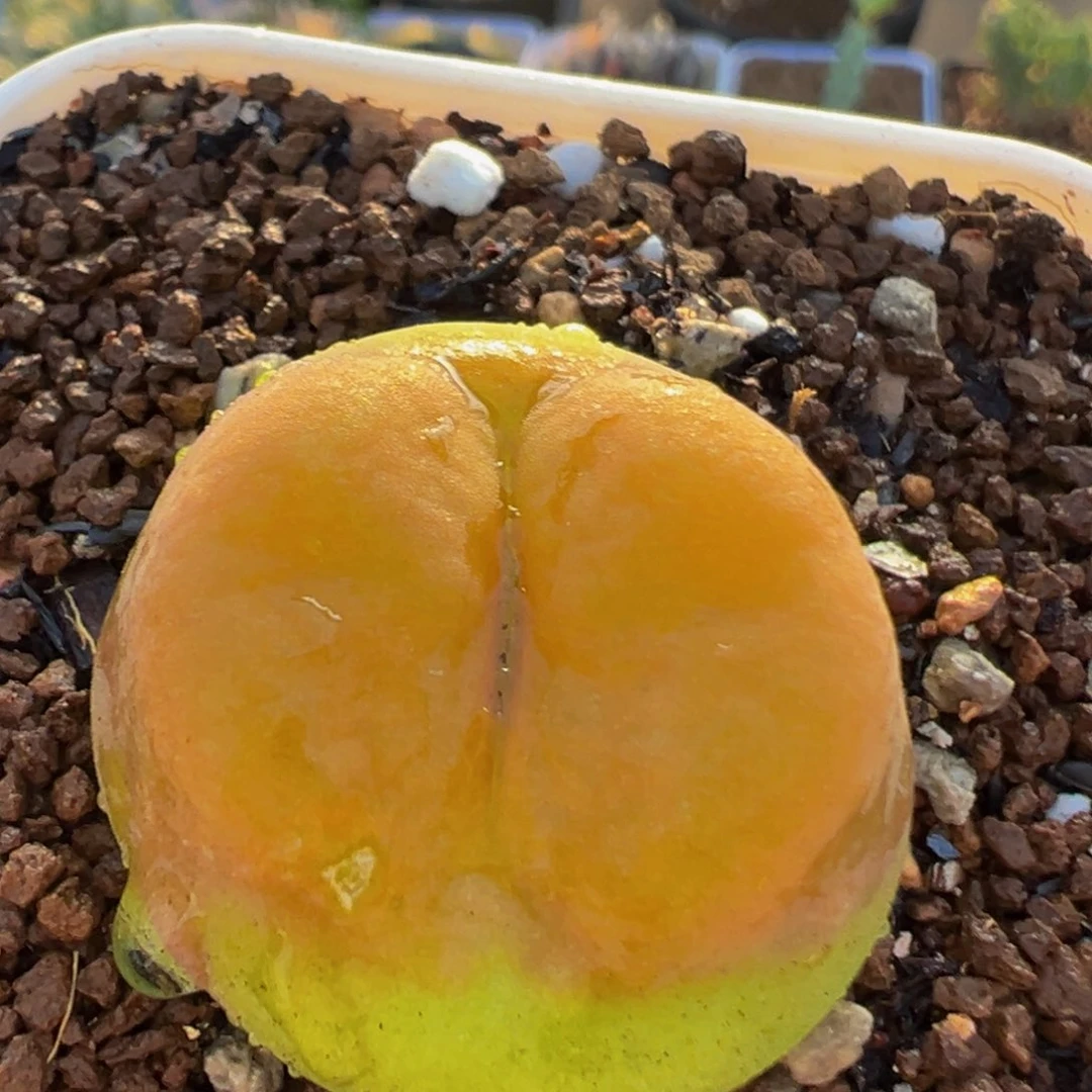 89多肉植物百科大水蜜桃