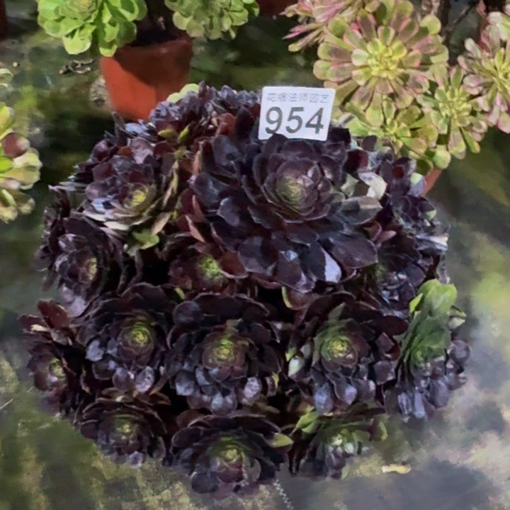 多肉花花公子9540000000
