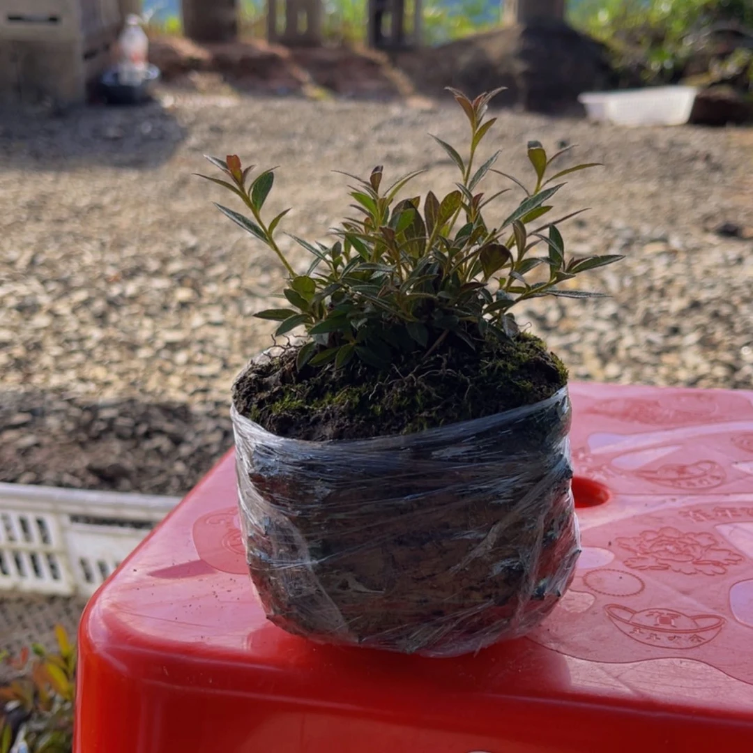 【闪购商品】完全开放益**健