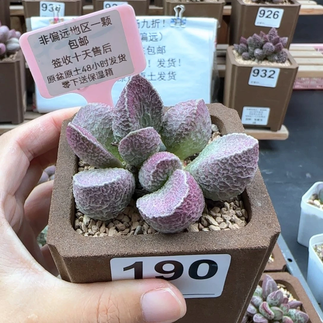 190哈莫猪肝多肉