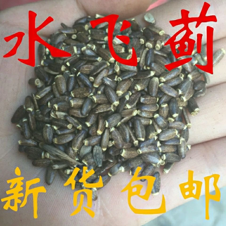 水飞蓟中药材正品水飞蓟籽水飞蓟子 水飞蓟果水飞雉奶蓟籽