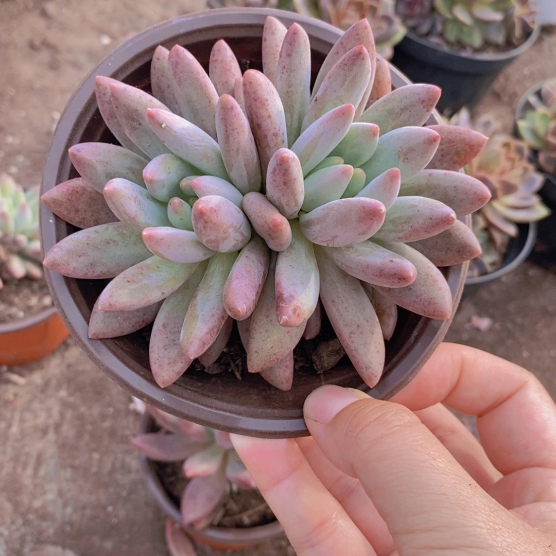 红蜻蜓双头起发整桩