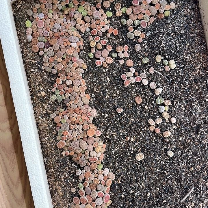 生180石花整筐脱土发货