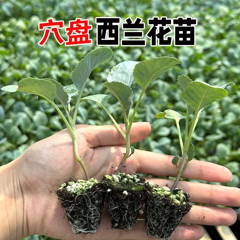 西兰花青花蔬菜秧苗青梗菜穴盘阳台庭院大田四季包邮秋冬耐寒